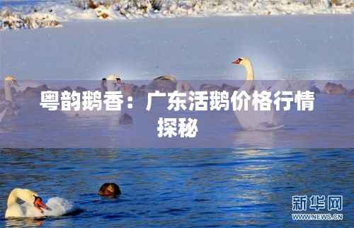 粤韵鹅香：广东活鹅价格行情探秘
