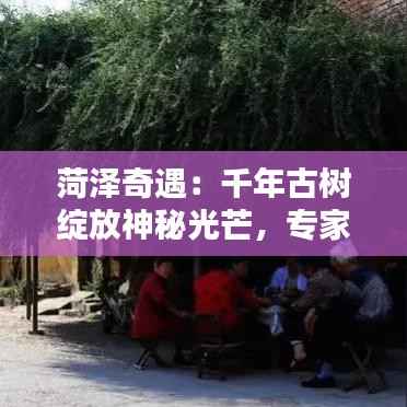 菏泽奇遇：千年古树绽放神秘光芒，专家揭秘自然奇观