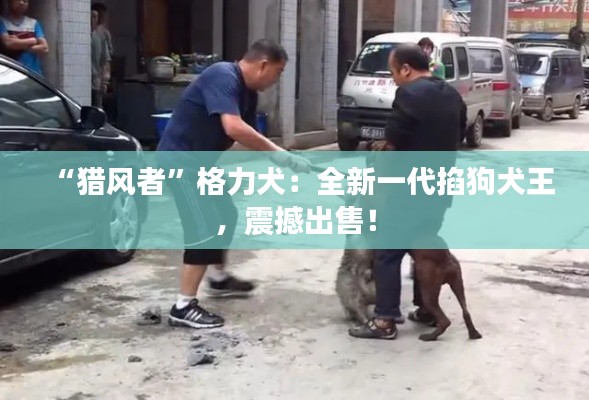 “猎风者”格力犬：全新一代掐狗犬王，震撼出售！