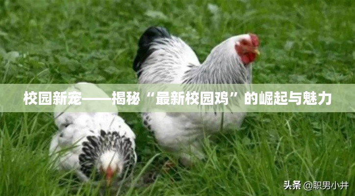 校园新宠——揭秘“最新校园鸡”的崛起与魅力
