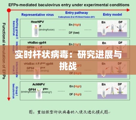 实时杆状病毒：研究进展与挑战