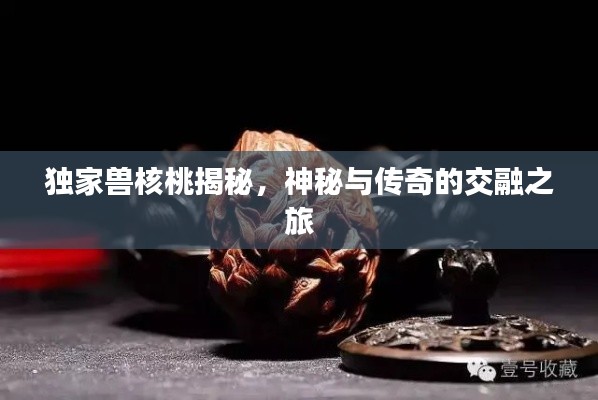 独家兽核桃揭秘，神秘与传奇的交融之旅