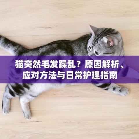 猫突然毛发躁乱？原因解析、应对方法与日常护理指南
