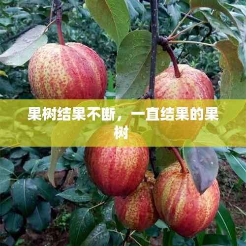 果树结果不断，一直结果的果树 