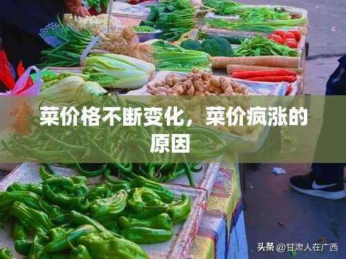 菜价格不断变化，菜价疯涨的原因 