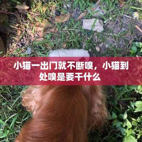 小猫一出门就不断嗅，小猫到处嗅是要干什么 