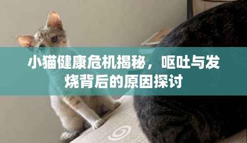 小猫健康危机揭秘，呕吐与发烧背后的原因探讨