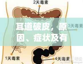 耳道破皮，原因、症状及有效治疗方法全解析