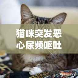 猫咪突发恶心尿频呕吐，原因解析、应对措施与预防方法