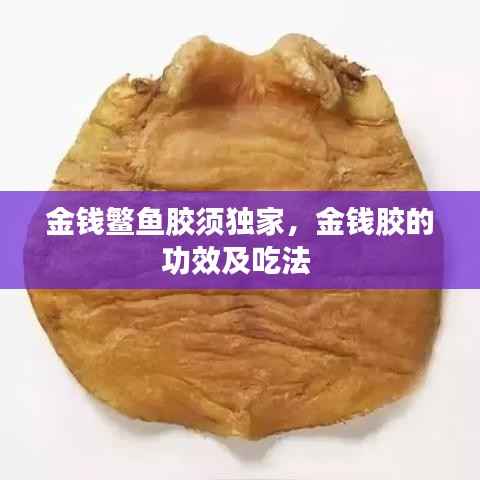 金钱鳘鱼胶须独家，金钱胶的功效及吃法 