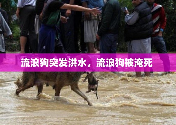 流浪狗突发洪水，流浪狗被淹死 