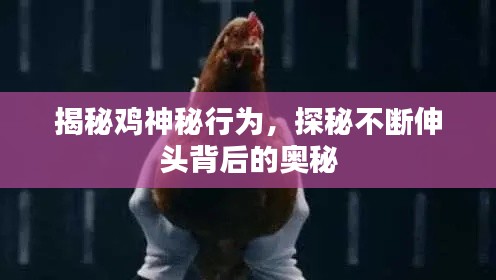 揭秘鸡神秘行为，探秘不断伸头背后的奥秘