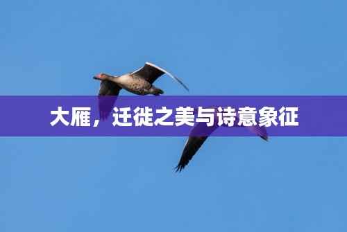 大雁，迁徙之美与诗意象征