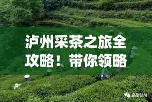 泸州采茶之旅全攻略！带你领略独特茶香与美景