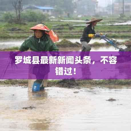 罗城县最新新闻头条，不容错过！