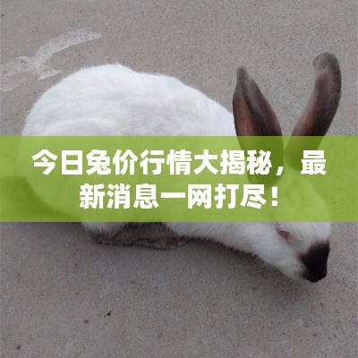 今日兔价行情大揭秘，最新消息一网打尽！