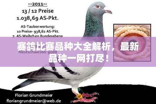 赛鸽比赛品种大全解析，最新品种一网打尽！