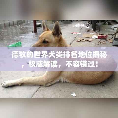 德牧的世界犬类排名地位揭秘，权威解读，不容错过！