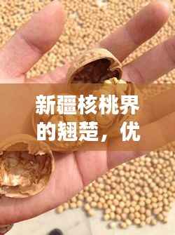 新疆核桃界的翘楚，优质核桃排名前十榜单揭晓！