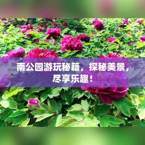 落土飞岩 第5页