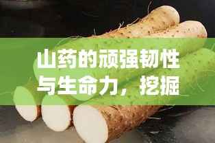 山药的顽强韧性与生命力，挖掘不断的奇迹