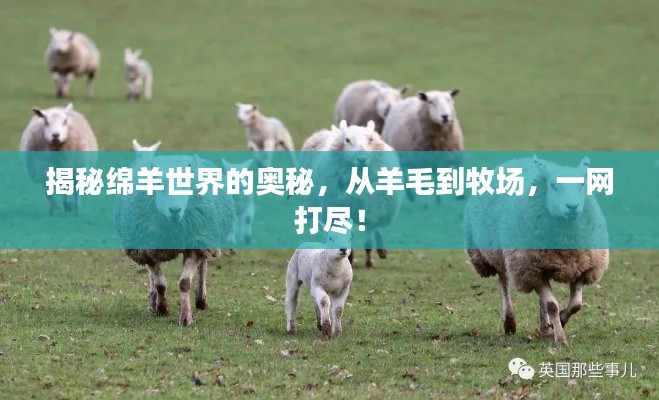 揭秘绵羊世界的奥秘，从羊毛到牧场，一网打尽！