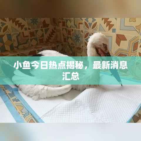 小鱼今日热点揭秘，最新消息汇总