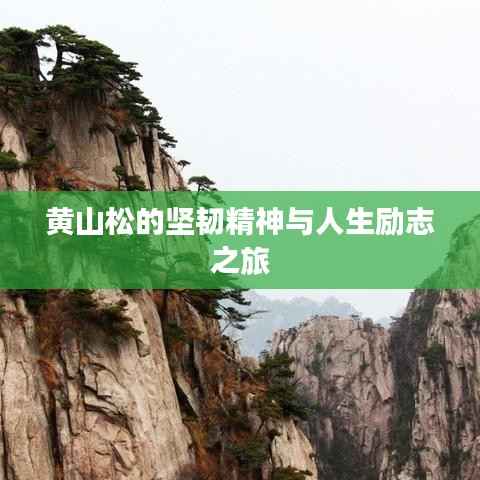 黄山松的坚韧精神与人生励志之旅