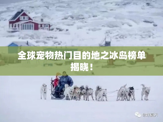 全球宠物热门目的地之冰岛榜单揭晓！