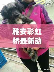 雅安彩虹桥最新动态，今日消息一网打尽！