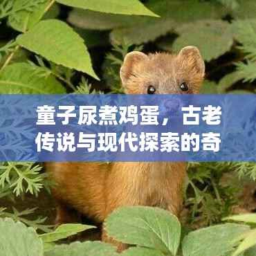 童子尿煮鸡蛋，古老传说与现代探索的奇妙交融