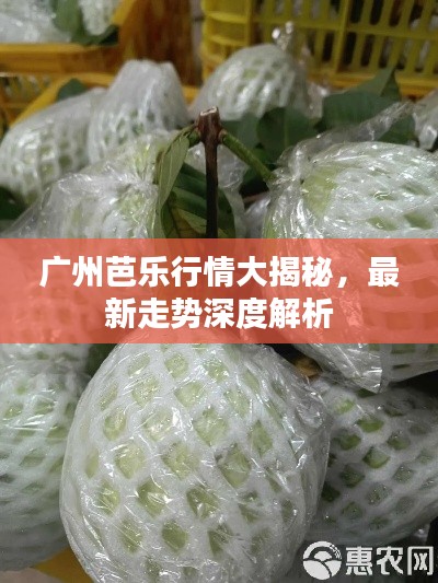 广州芭乐行情大揭秘，最新走势深度解析