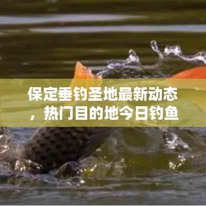 保定垂钓圣地最新动态，热门目的地今日钓鱼消息一网打尽