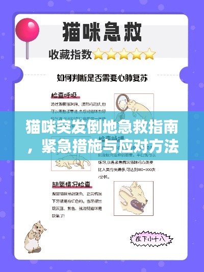 猫咪突发倒地急救指南，紧急措施与应对方法
