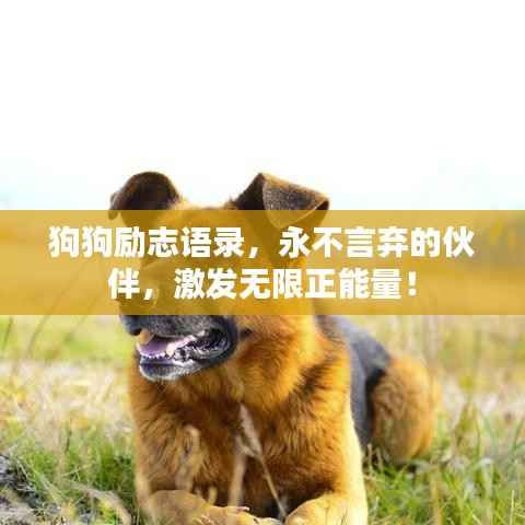 狗狗励志语录，永不言弃的伙伴，激发无限正能量！