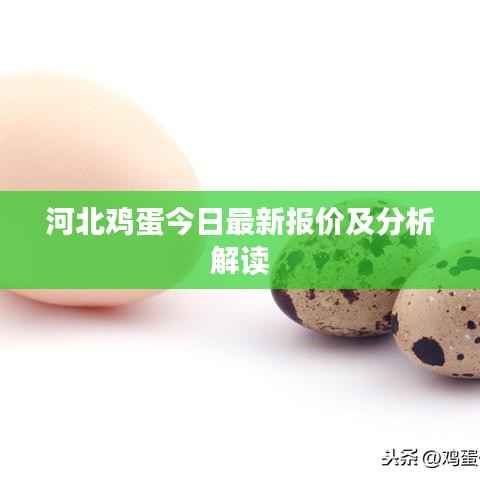 河北鸡蛋今日最新报价及分析解读
