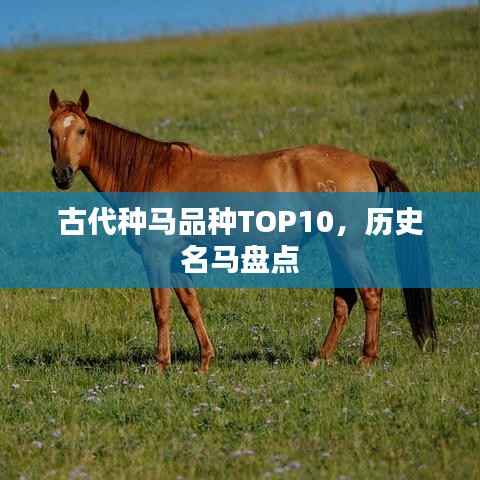 古代种马品种TOP10，历史名马盘点