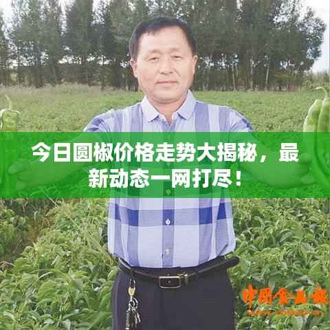 今日圆椒价格走势大揭秘，最新动态一网打尽！