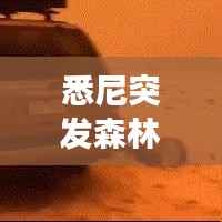 悉尼突发森林大火原因揭秘，深度探究事件背后的真相