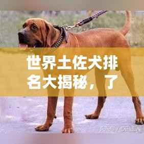 世界土佐犬排名大揭秘，了解这一犬种的独特魅力与地位