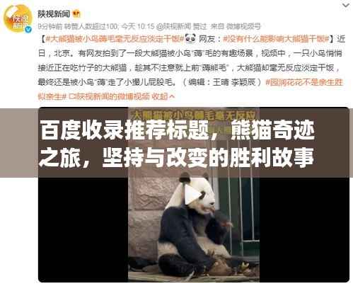 百度收录推荐标题，熊猫奇迹之旅，坚持与改变的胜利故事