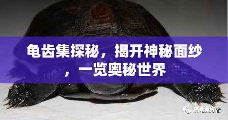 龟齿集探秘，揭开神秘面纱，一览奥秘世界